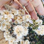Profile Picture of Adele Thomas (@gypsymoth_art) on Instagram