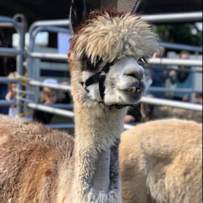 Profile Picture of Joel Jenkins (@jjenk321) on Twitter