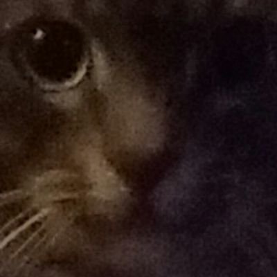 Joe Pettigrew - Twitter Profile Picture of Joe Pettigrew (@JoeP1799) on Twitter