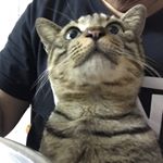Profile Picture of Kathy Mok Yuen Hung (@lazykkat) on Instagram