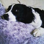 Profile Picture of Jo Hoskin (@jo_cornishmaid) on Instagram