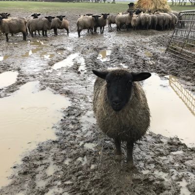 Profile Picture of Jo Currier (@currier_jo) on Twitter