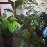 Profile Picture of Lori Benson Munoz (@in_my_jungle) on Instagram