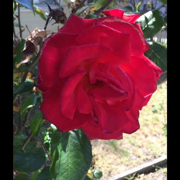 Profile Picture of Cindy Walraven (@ducky2425) on Poshmark