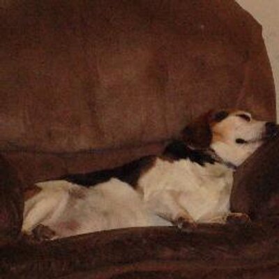 Profile Picture of Bob The Beagle (@Bob_Thee_Beagle) on Twitter