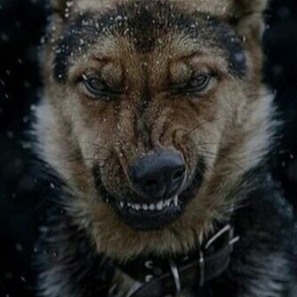 Profile Picture of Leonardo Concilio (@lconcilio) on Poshmark