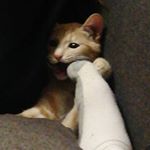 Profile Picture of LeonidPolyakov(Kozlov) (@leonid_polyakov_kozlov) on Instagram