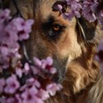 Profile Picture of 𝕄𝕚𝕥𝕫𝕚, 𝕂𝕠𝕜𝕒, 𝕃𝕒𝕔𝕙𝕠𝕨 & 𝕄𝕒𝕣𝕒 (@thenorth_nicholspack) on Instagram