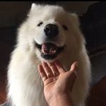 Profile Picture of Nelson (@_nelson_lin) on Instagram