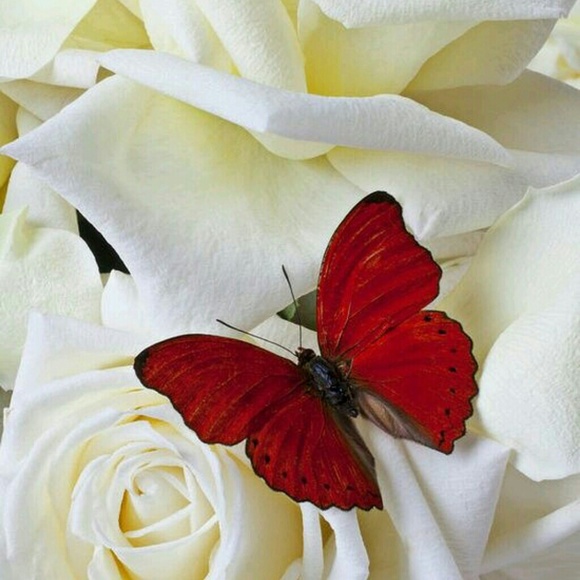 Profile Picture of Christine Swedberg (@cswedberg22) on Poshmark