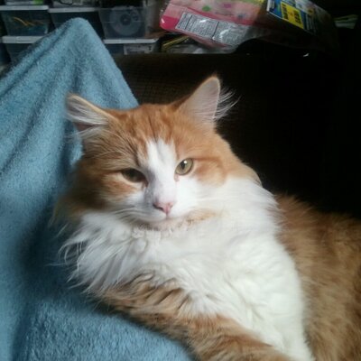 Profile Picture of Kelley Calhoun (@kellarae) on Twitter