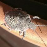 Profile Picture of Jerry (@jerry_stink_bugg) on Instagram