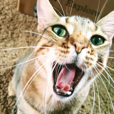 Profile Picture of Dave Meigs (@dave_meigs) on Twitter