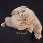 Profile Picture of Rissa Scottish Folds (@rissafolds) on Instagram