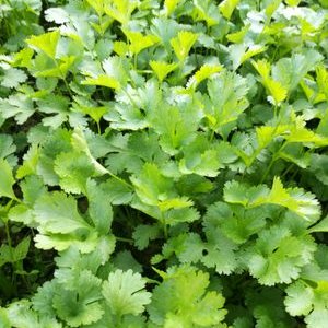 Larry Liao - Twitter Profile Picture of Larry Liao (@liaoderui) on Twitter