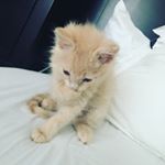 Profile Picture of Sebastian Reeves (@thesratcat) on Instagram