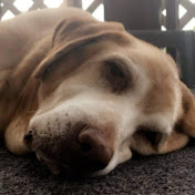 Joshua Mayberry - Youtube Profile Picture of Joshua Mayberry (@joshuamayberry6600) on Youtube