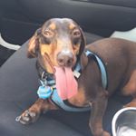 Profile Picture of Dexter Morgan Irving (@dexterthedaschund_) on Instagram