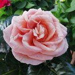 Profile Picture of Daniel Nylander (@danielnylander83) on Instagram