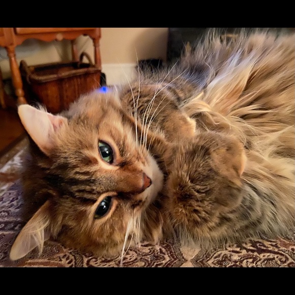 Profile Picture of Brenda kay Adolphson (@bka32959) on Poshmark