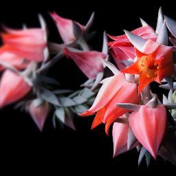 Alexa Wade - Twitter Profile Picture of Alexa Wade (@Lexx017) on Twitter