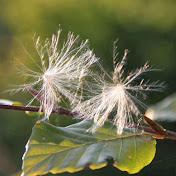 Natuurbegraafplaats Hillig Meer - Youtube Profile Picture of Natuurbegraafplaats Hillig Meer (@HilligMeer) on Youtube