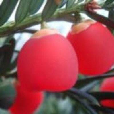 Profile Picture of Manjur Ahmed (@mmahmedmailcom) on Twitter