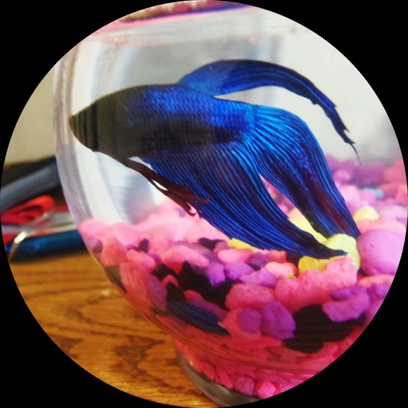 Profile Picture of Joyce Lin (@poshlime) on Poshmark