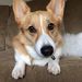 Profile Picture of Autumn Conrad (@gocorgigo) on Pinterest