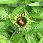 🐞 Minerva Park Design - Instagram Profile Picture of 🐞 Minerva Park Design (@minerva.park.design) on Instagram