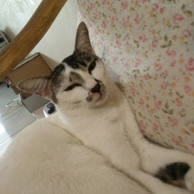 Profile Picture of Xu Xue Bai (@XuXueBai1) on Twitter