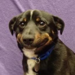 Profile Picture of Matthew Sisk (@turd_burgle) on Twitter