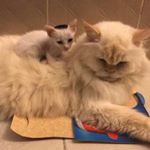 Profile Picture of moon mother🌹 (@susan.omar2013) on Instagram