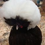 Profile Picture of Aaron Lewis (@cheffy.lewis) on Instagram