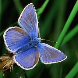 Profile Picture of Frances Lumsden (@FrancesLumsden) on Twitter