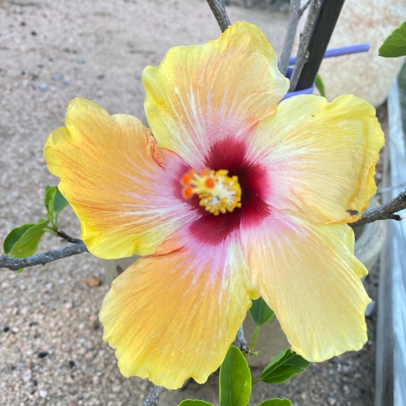 Profile Picture of Angela Sciantarelli (@msblondie317) on Poshmark