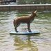 Profile Picture of Joseph Coyote (@joseph.coyote.7) on Facebook