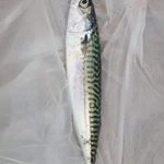 Profile Picture of Blake Halpin (@halpinblake) on Instagram