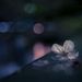 Profile Picture of Sandhya Ramu (@sandhyasramu133) on Pinterest