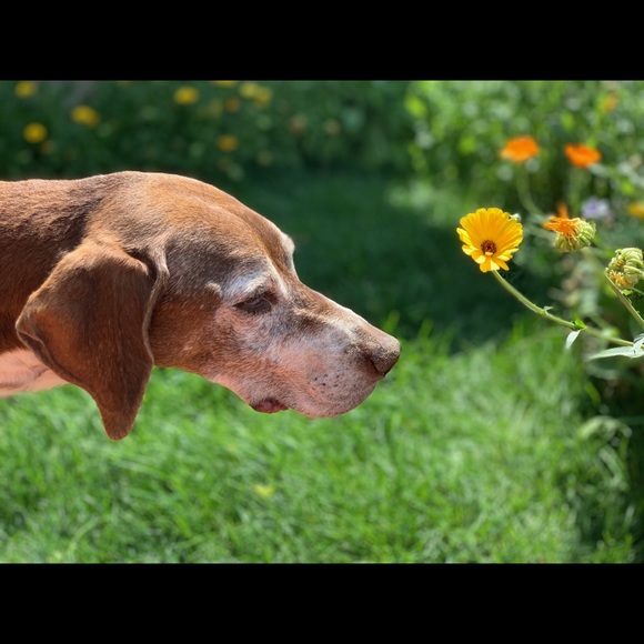 Profile Picture of Alice Peterson (@epeterson09) on Poshmark