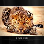 Profile Picture of Pat Slade (@patslade) on Instagram