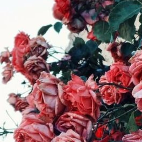 Taylor Mosser - Poshmark Profile Picture of Taylor Mosser (@crystalclouds) on Poshmark