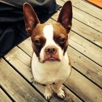 Frank Solano - Instagram Profile Picture of Frank Solano (@all_about_boba) on Instagram