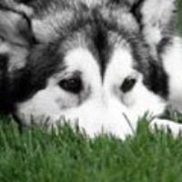 Profile Picture of Truong Anh Minh (@truong-anh-minh) on Quora