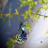 Profile Picture of Ariel Almonte (@@ariel_guppys) on Tiktok