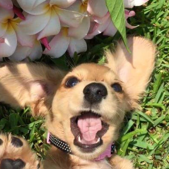 Donna Veeser - Poshmark Profile Picture of Donna Veeser (@safarinut4) on Poshmark