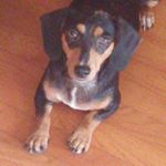 Profile Picture of Skylar Cook (@skylar_the_dachshund) on Instagram