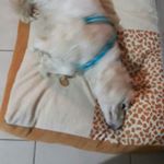 Profile Picture of Ginger Sanchez (@ginger_the_english_cocker) on Instagram