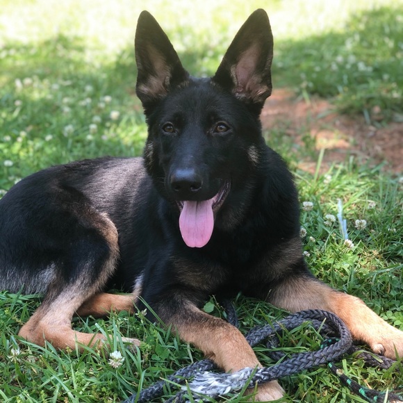 Profile Picture of Stacy Hudson (@stacyhudson183) on Poshmark