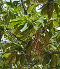 Profile Picture of Alstonia macrophyllaon Wikipedia